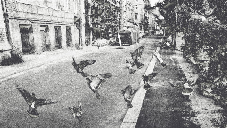 Tauben I - ID 013221