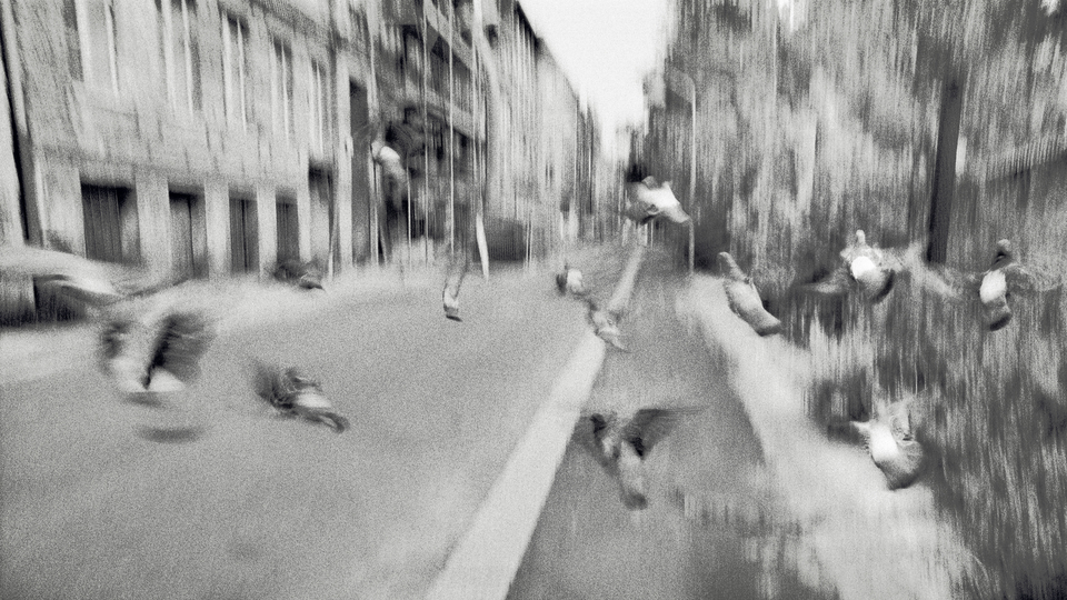 Tauben II - ID 013222