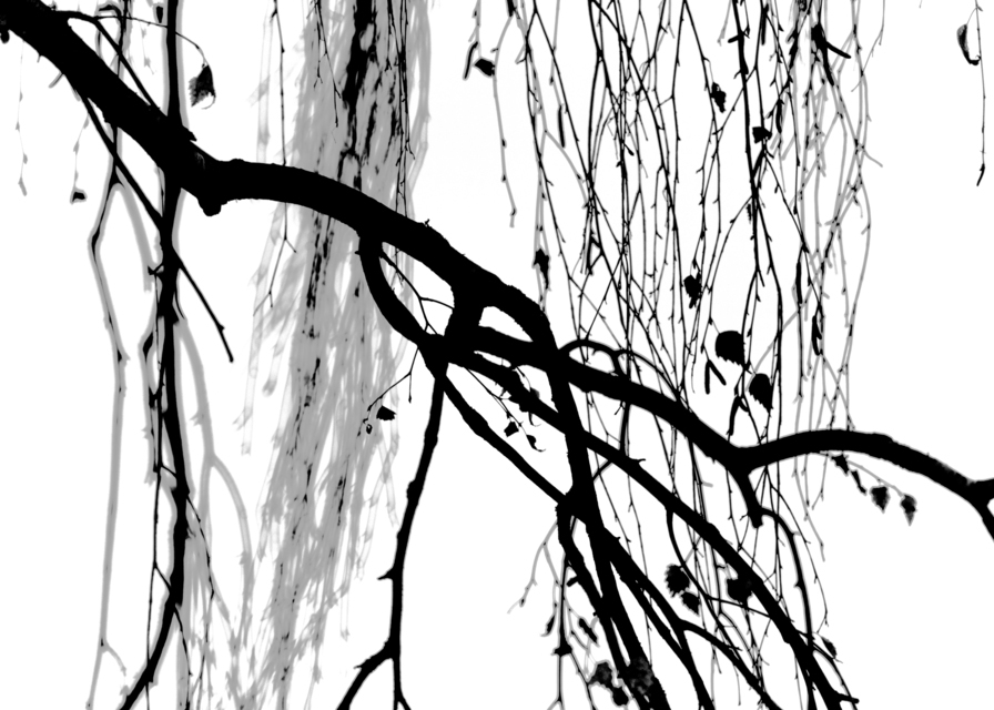 Hanging Branches I - ID 013360