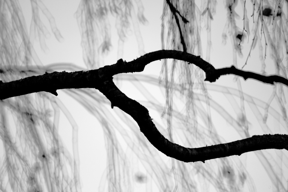 Hanging Branches VI - ID 013365