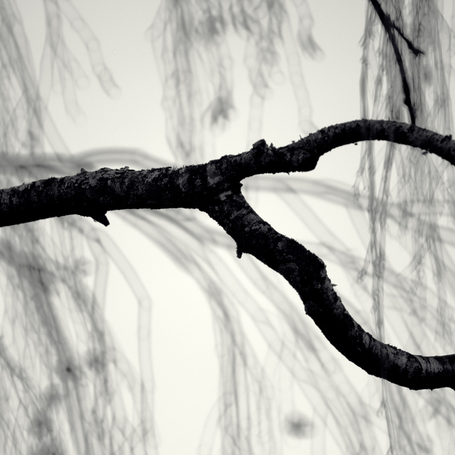 Hanging Branches VII - ID 013366