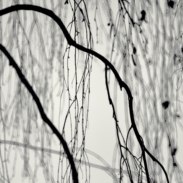 Hanging Branches VIII - ID 013367