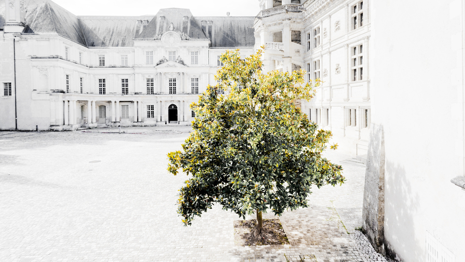 Blois Castle Courtyard Tree - ID 013395
