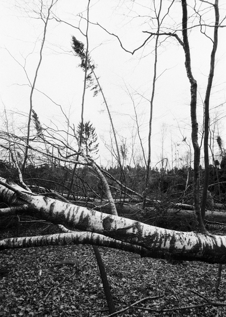 After the Storm III - ID 013438