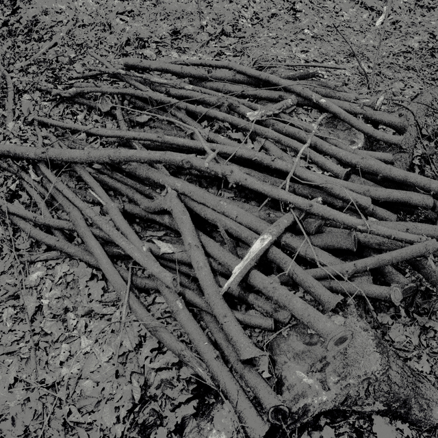 Cut Branches - ID 013439