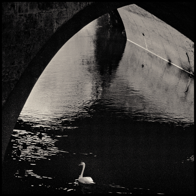 Swan and Bridge - ID 013451