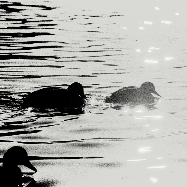 Ducks II - ID 013465