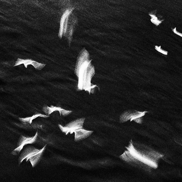 Birds over Water II - ID 013468