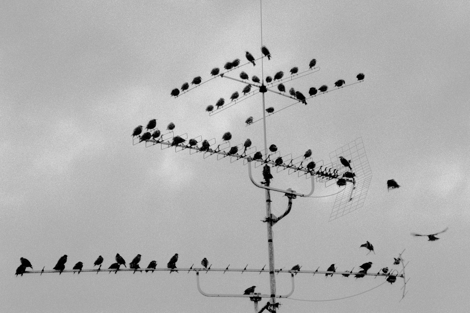 Bird Swarm on Antenna - ID 013496