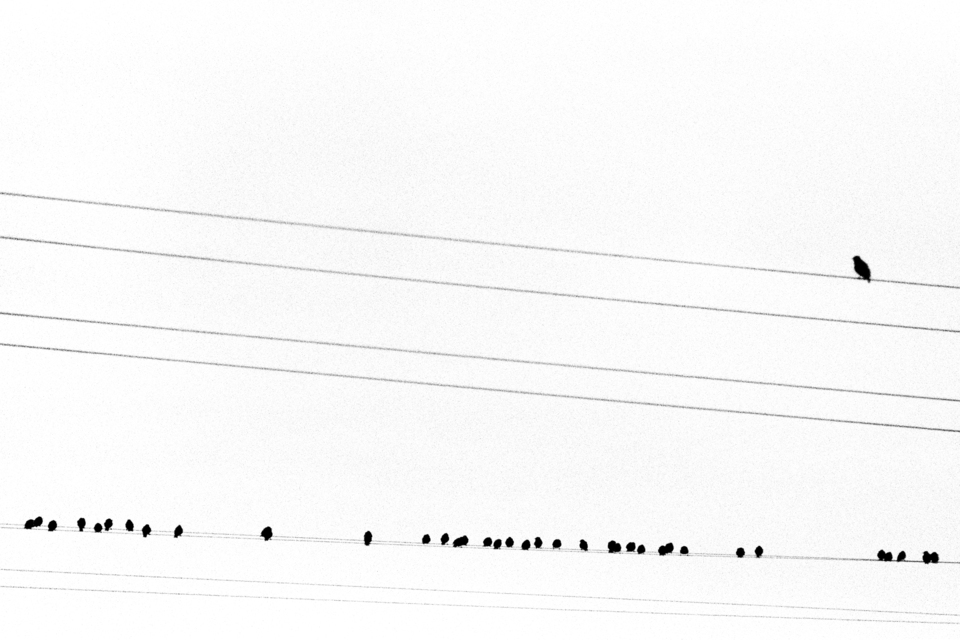 Birds on Line - ID 013497