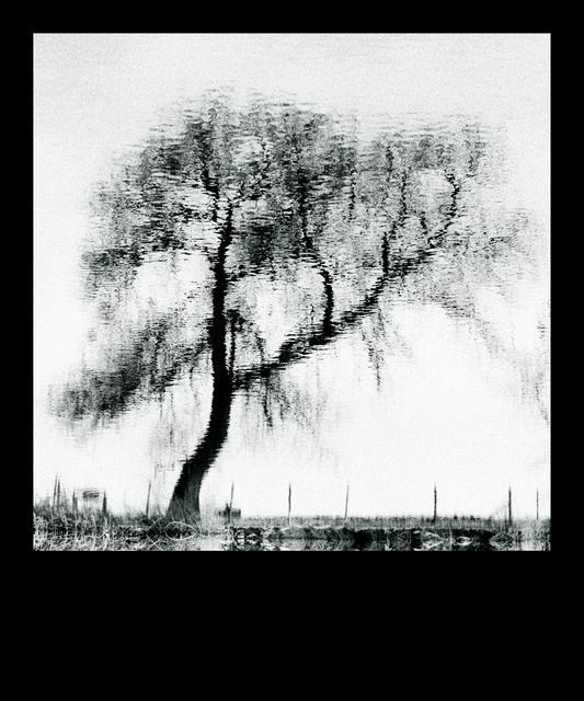 Tree and Fence in Water - ID 013505