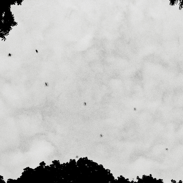 Seven Birds - ID 013631