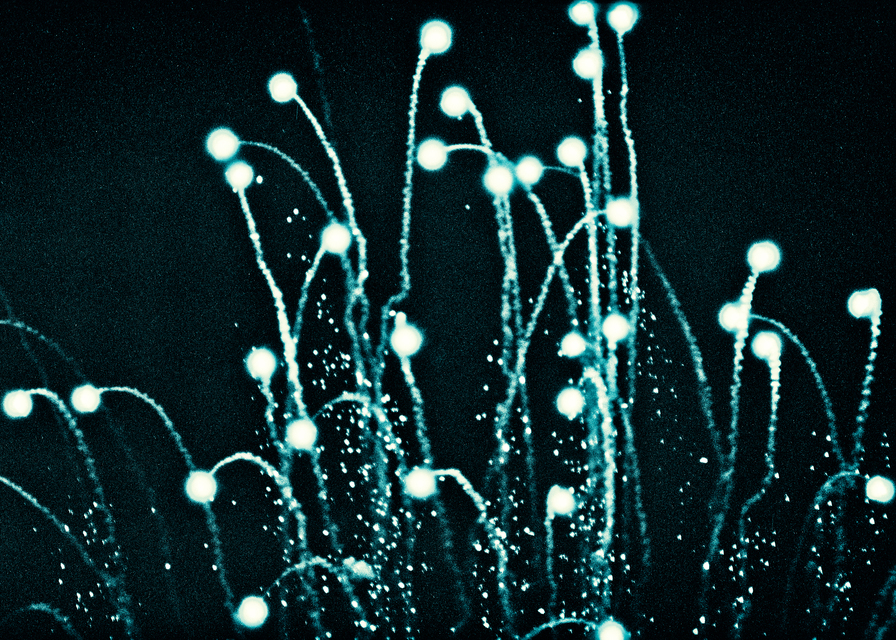 Fireworks above Danube XVII - ID 013657