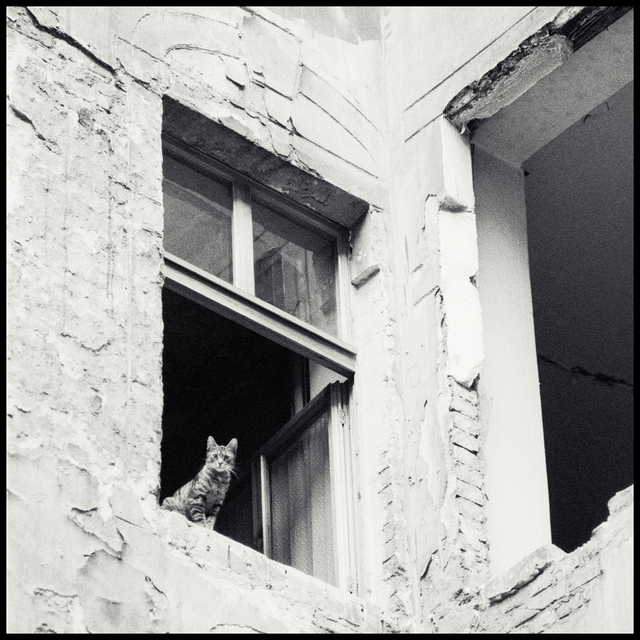 Berlin Cat II - ID 013745