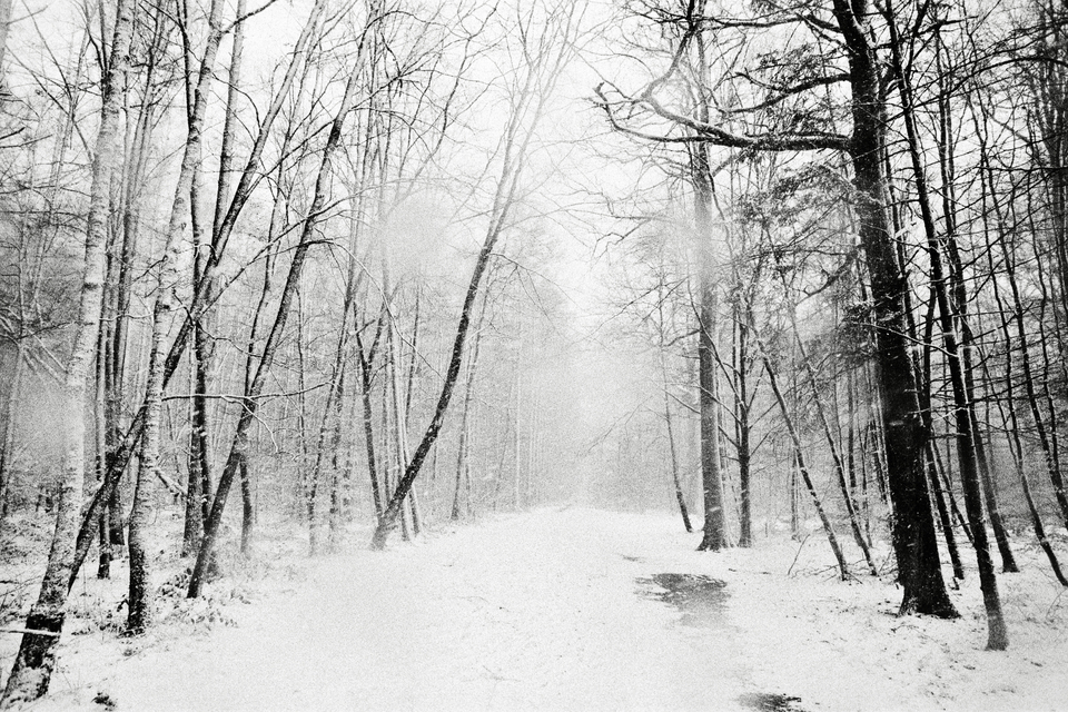 Winter Forest I - ID 013764