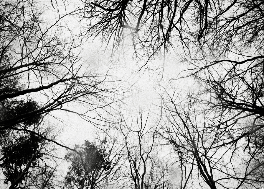 Winter Forest II - ID 013765