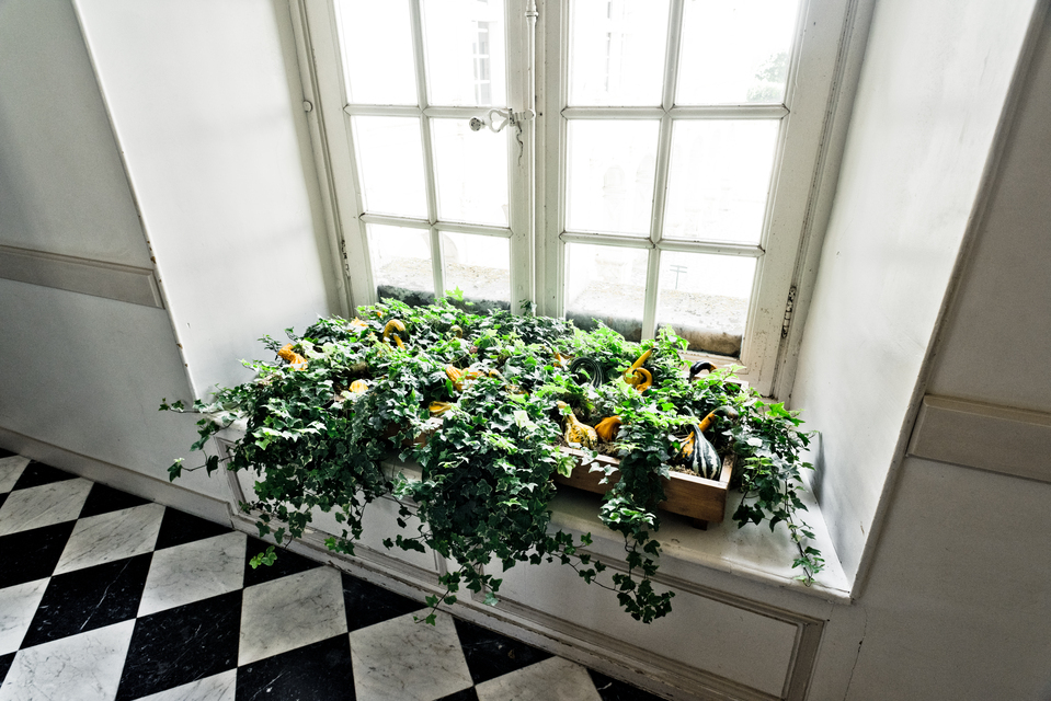 Pumpkins - ID 013783