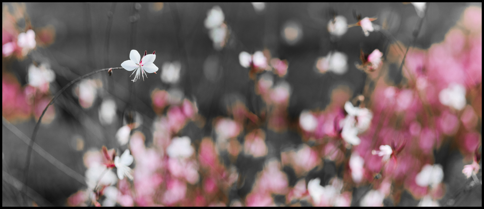 Castle Garden IV - ID 013795