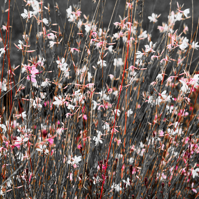 Castle Garden V - ID 013796