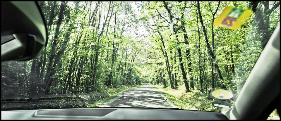 Through French Forest I - ID 013802