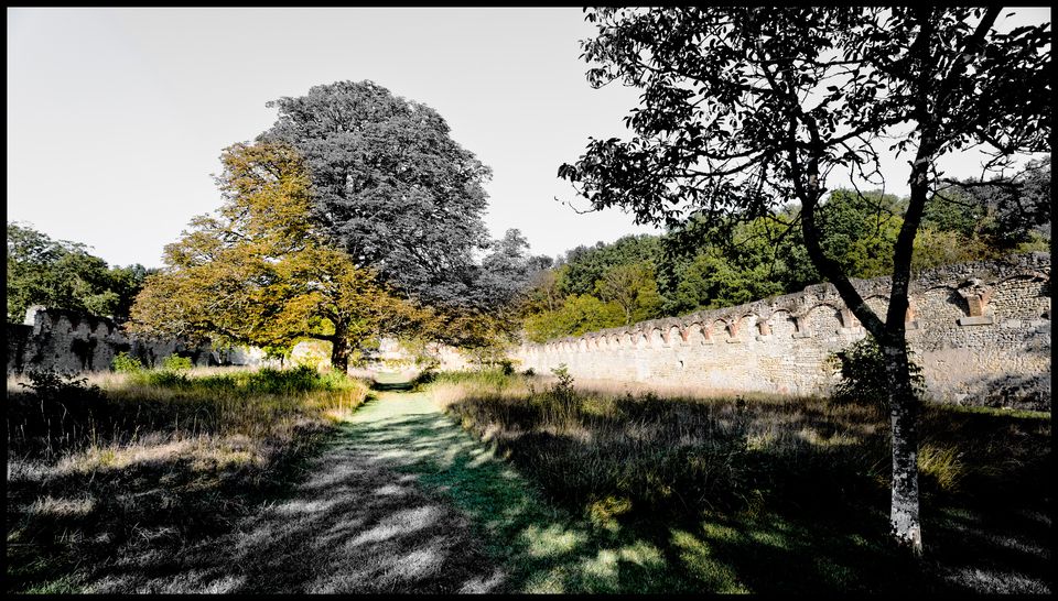 Overgrown Yard - ID 013833