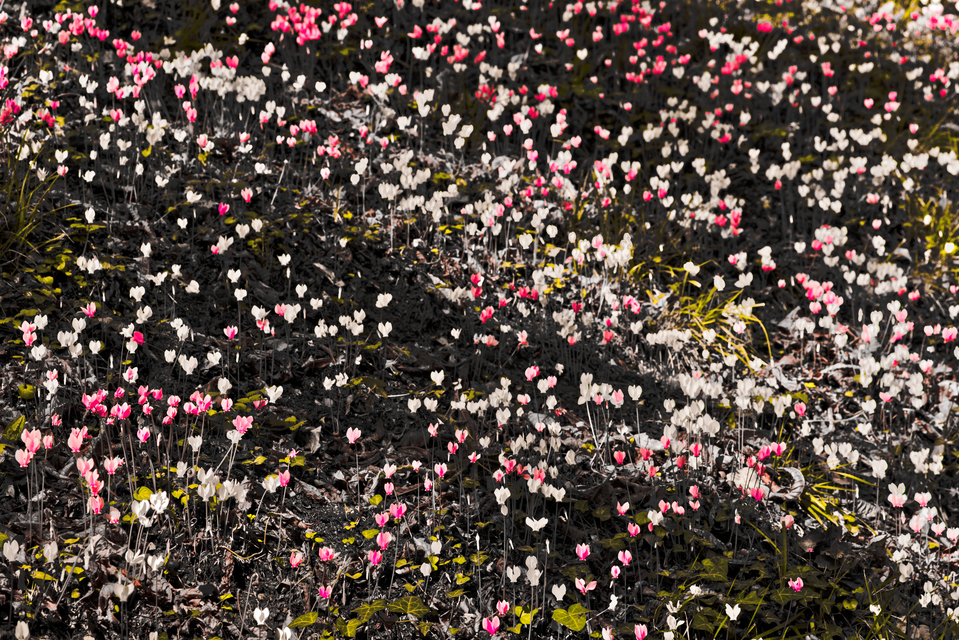 Castle Flowers I - ID 013836