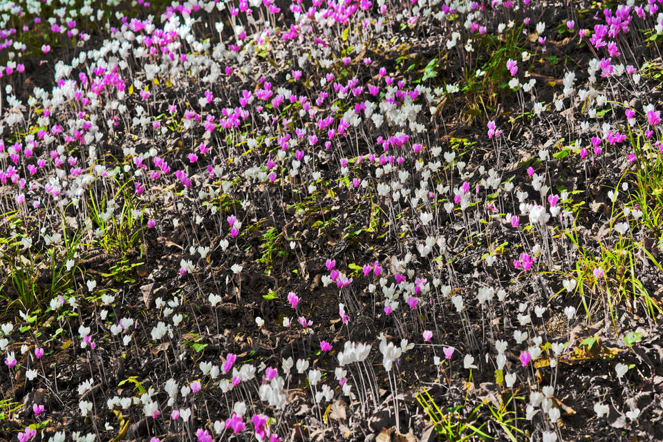 Castle Flowers II - ID 013837