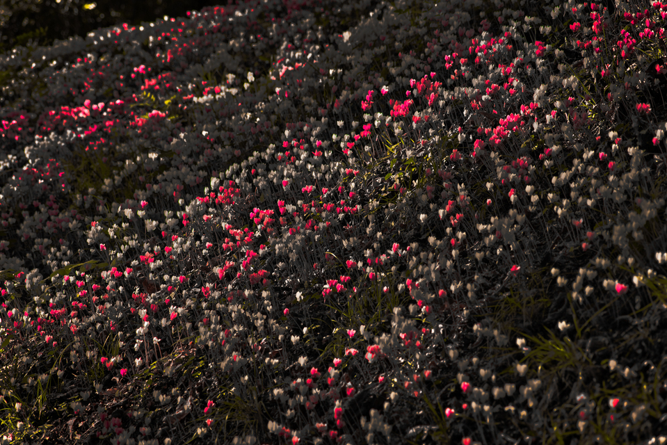 Castle Flowers III - ID 013838