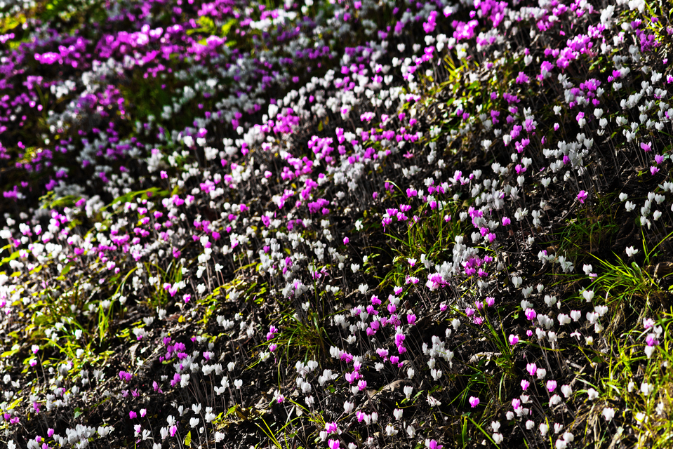 Castle Flowers IV - ID 013839