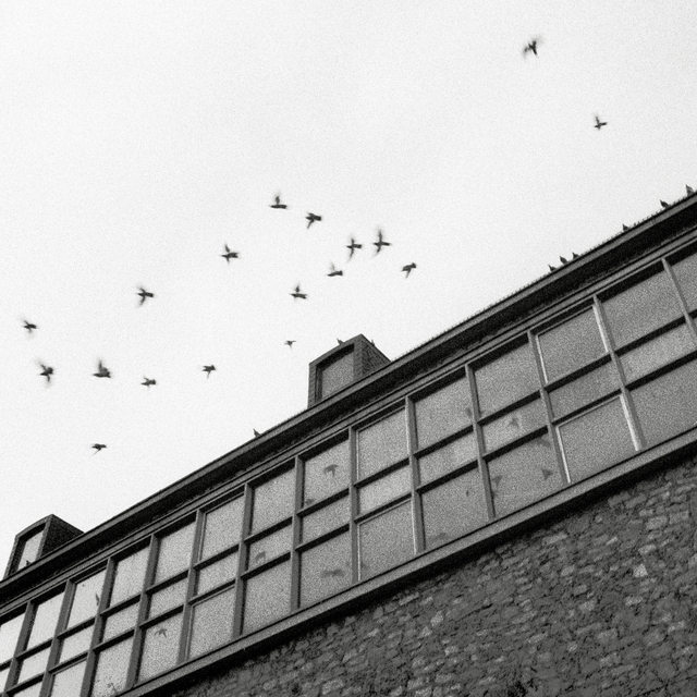 Birds Sitting and Flying II - ID 014034