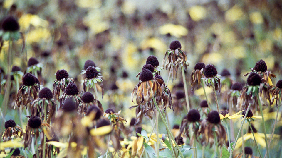 Echinacea II - ID 014062
