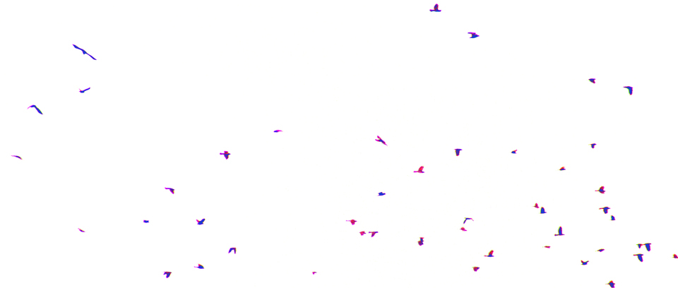 Blue Pink Birds I - ID 014067