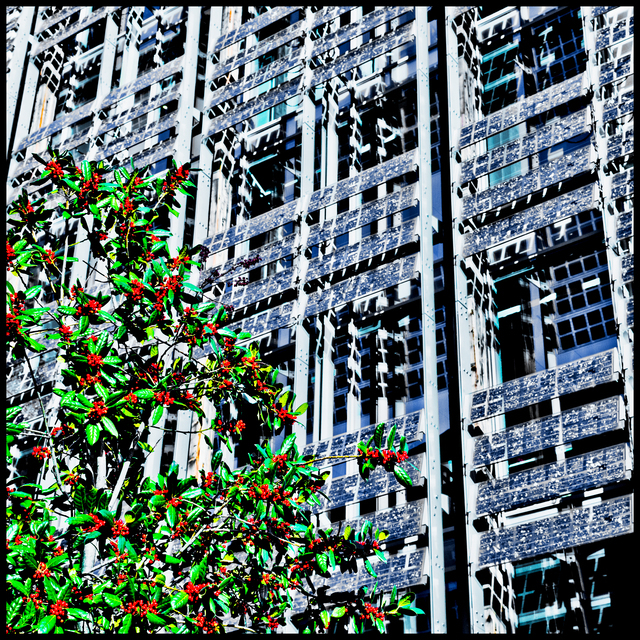 Red Berries and Solar - ID 014137