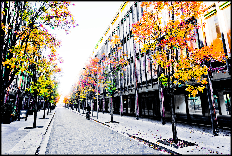 Fresh Autumn Trees I - ID 014141