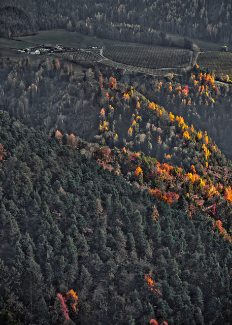 Colored Trees Above Bozen - ID 014154
