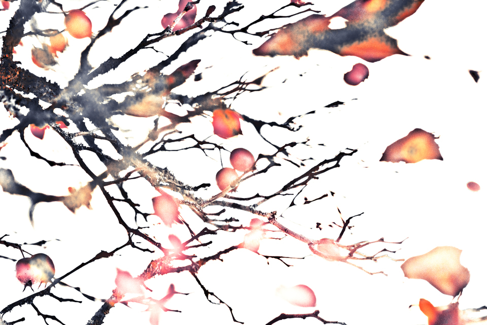 Red Berries XXIX - ID 014242