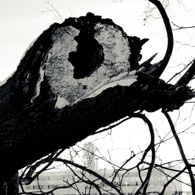 Broken Tree I - ID 014243