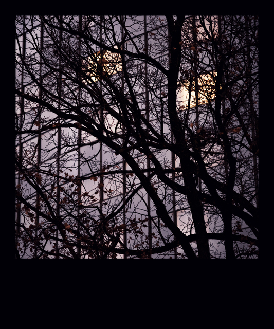 Trees before Windows - ID 014309