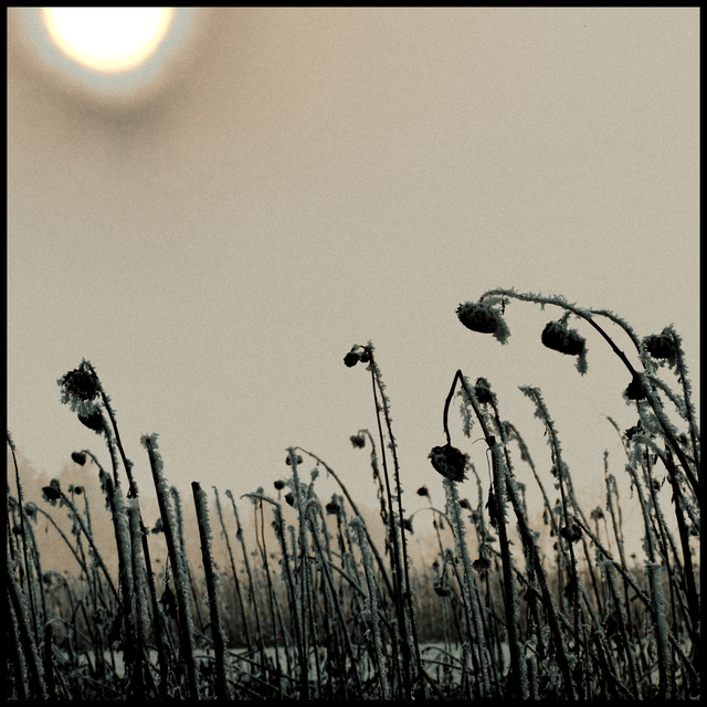 Winter Sunset III - ID 014322
