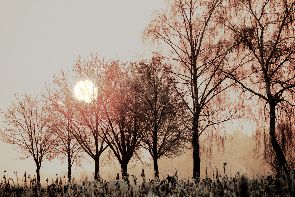 Winter Sunset X - ID 014329