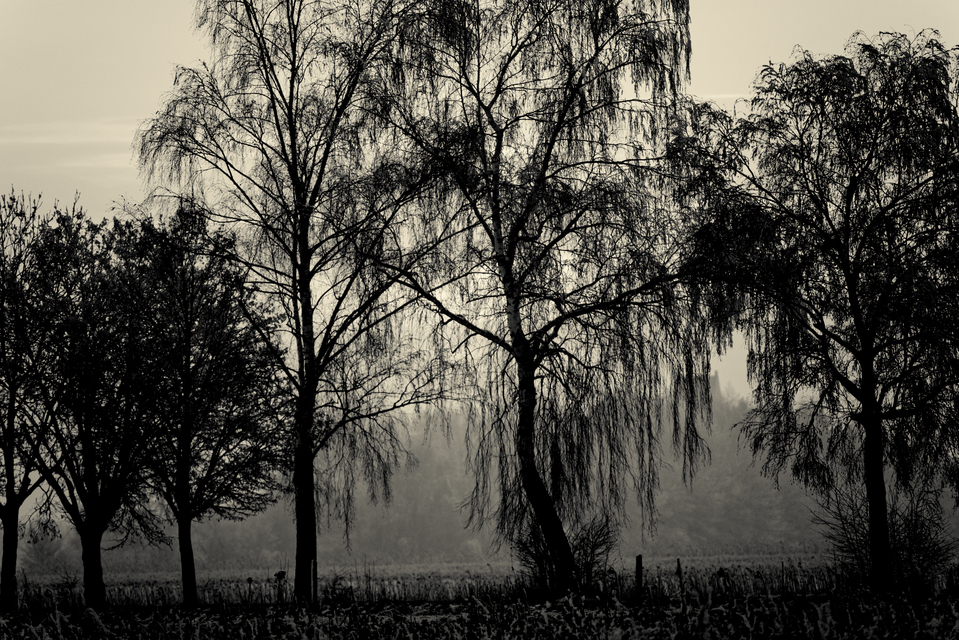 Winter Sunset XXII - ID 014341