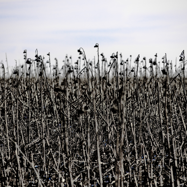 Black Sunflower I - ID 014350