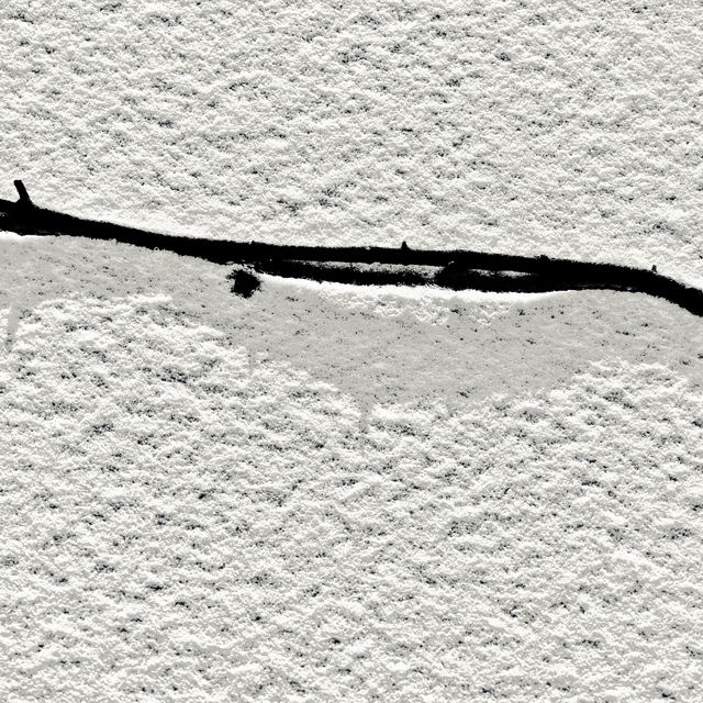 Black Leaf on White Show - ID 014354