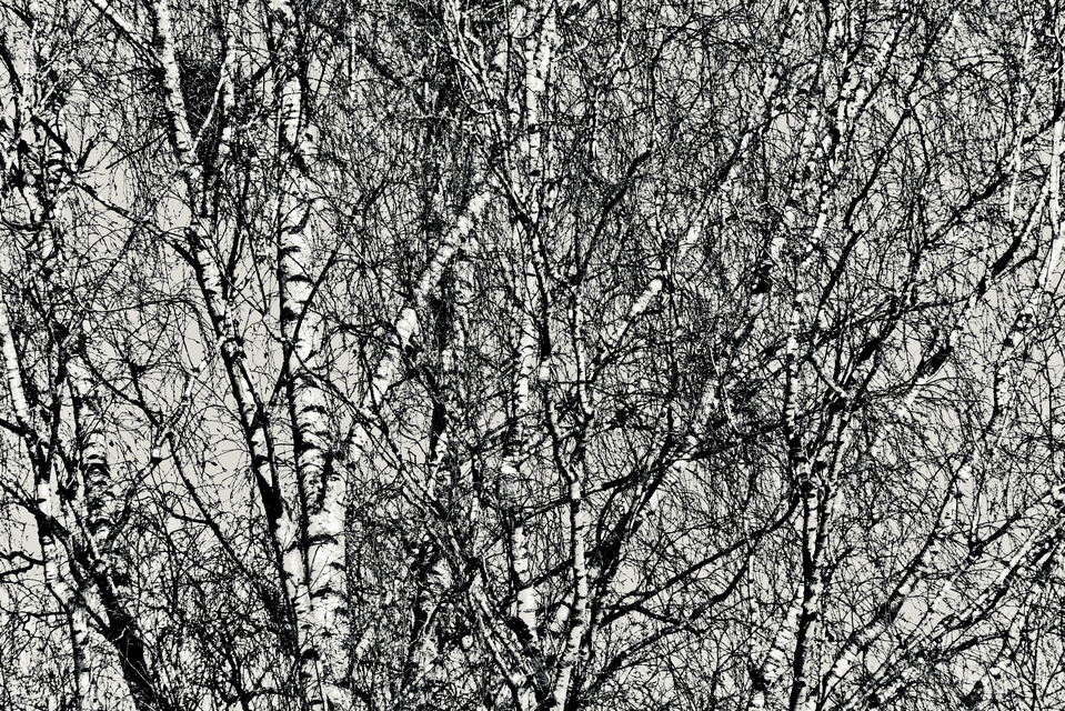 Birch - ID 014370