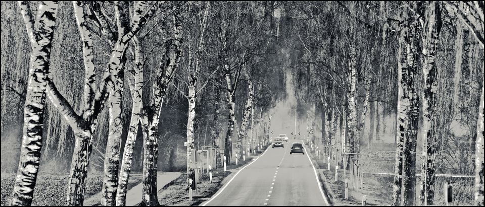 Birch Alley II - ID 014373