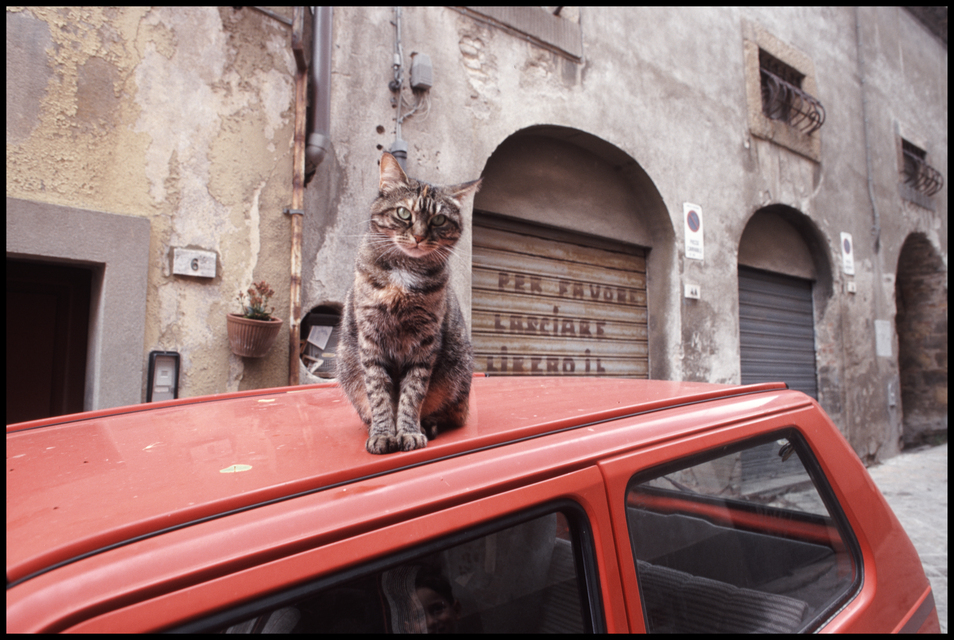 Italian Cat - ID 015113